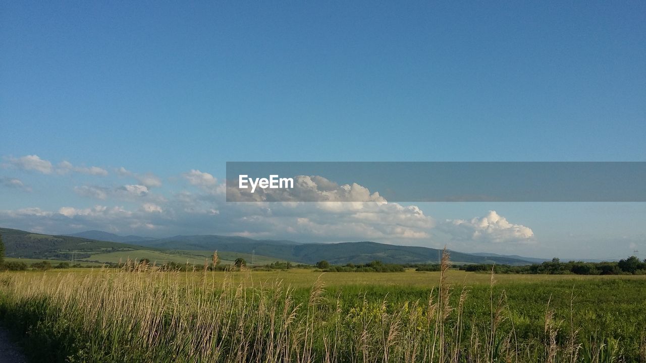 VIEW OF RURAL LANDSCAPE