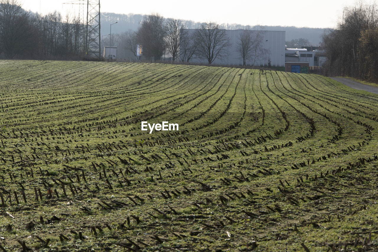 Scenic view of agricultural field against sky