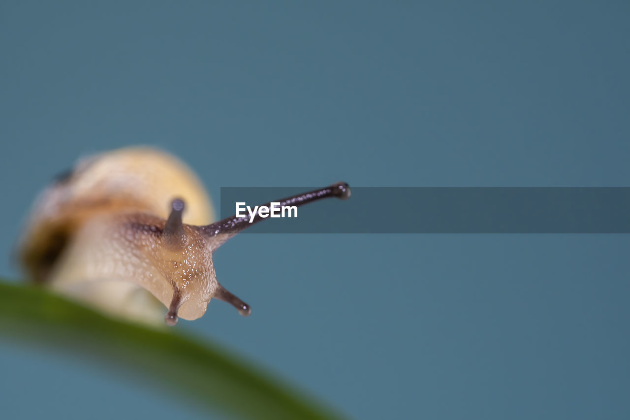 Macro photography snail or slug on the age of a leaf looking at the side ...face or front view.