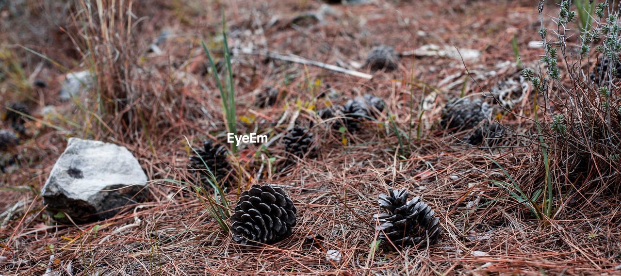 Pine cones on field