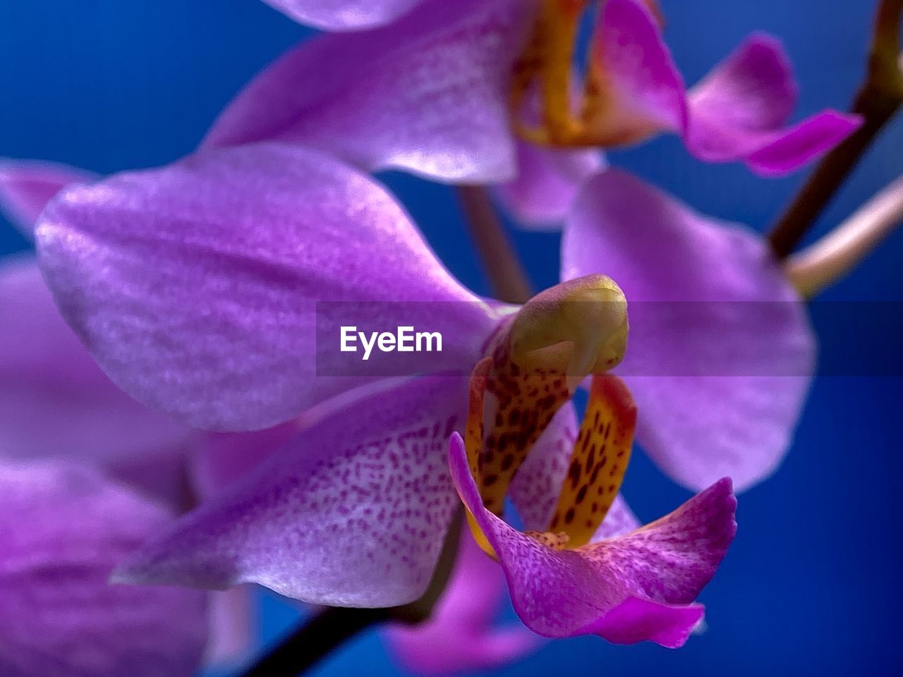 CLOSE-UP OF PURPLE ORCHIDS ON PLANT