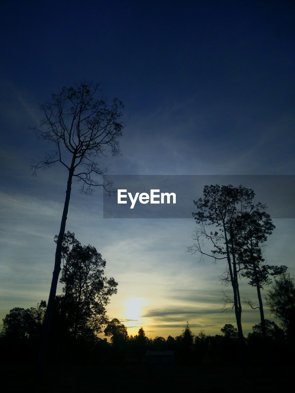 LOW ANGLE VIEW OF SILHOUETTE TREES AGAINST SKY
