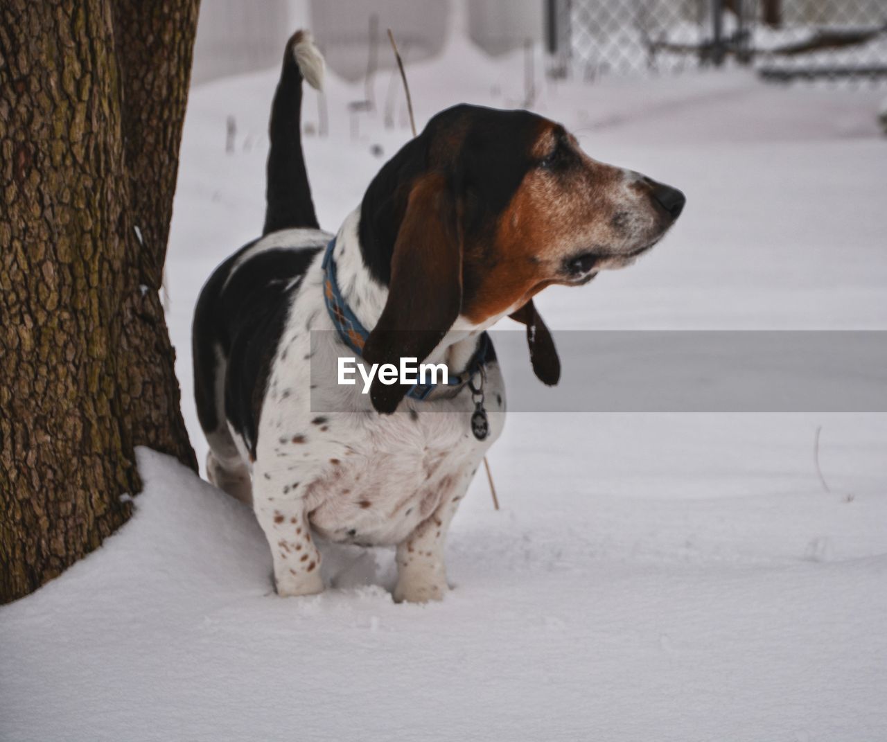 Dog looking away on snow covered land