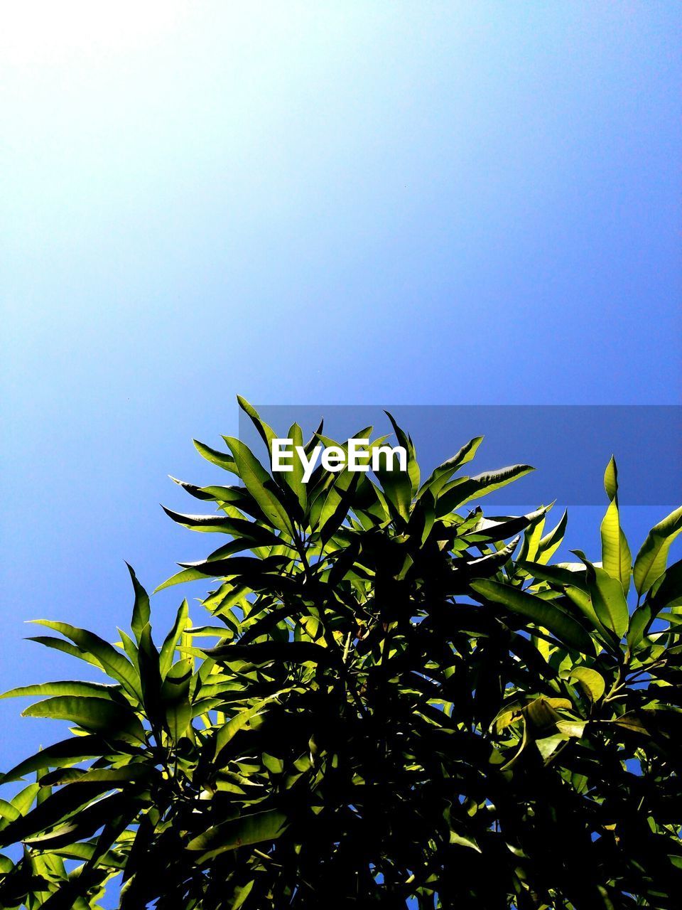 Low angle view of trees against clear sky