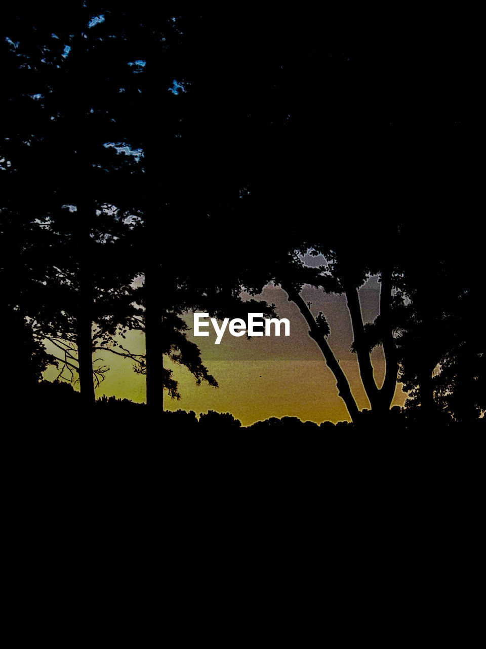 SILHOUETTE TREES AGAINST SKY AT SUNSET