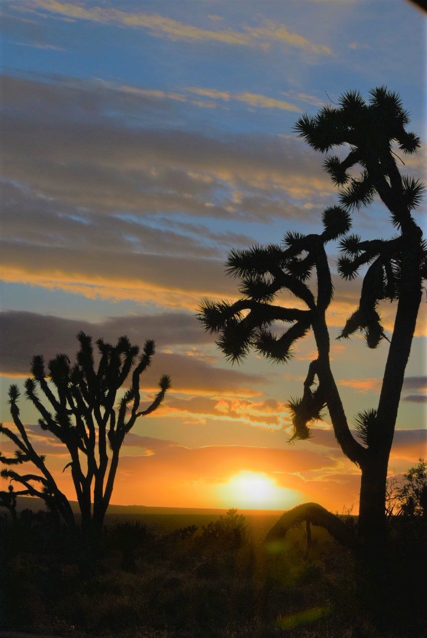 SILHOUETTE TREES AGAINST DRAMATIC SKY