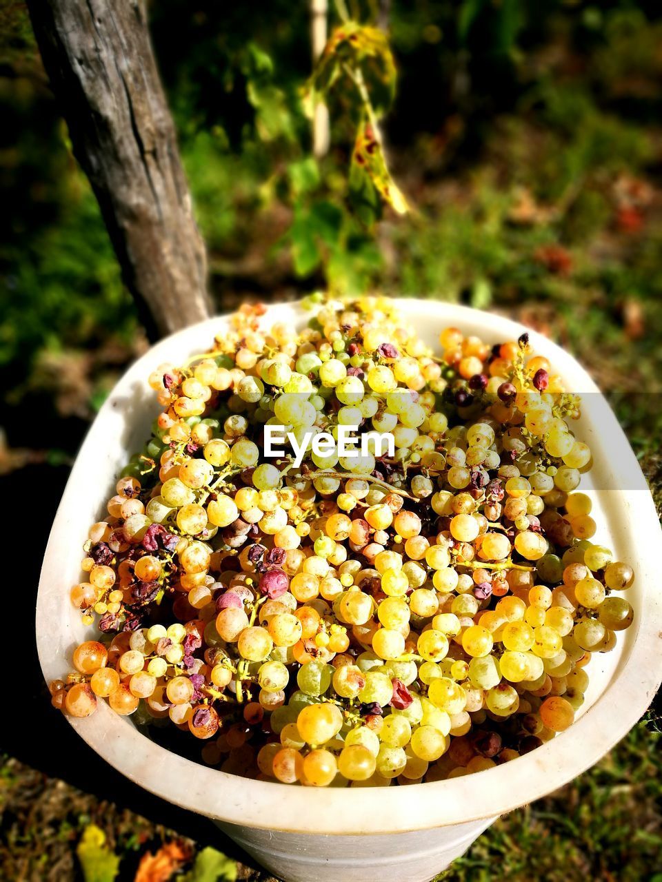 CLOSE-UP OF FRUITS IN BOWL