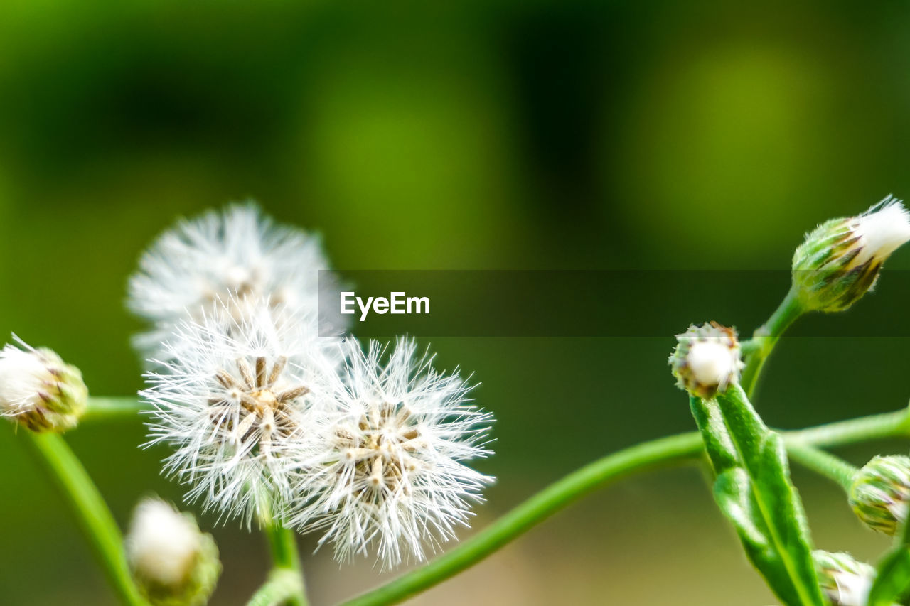 Close-up of white flowering plant