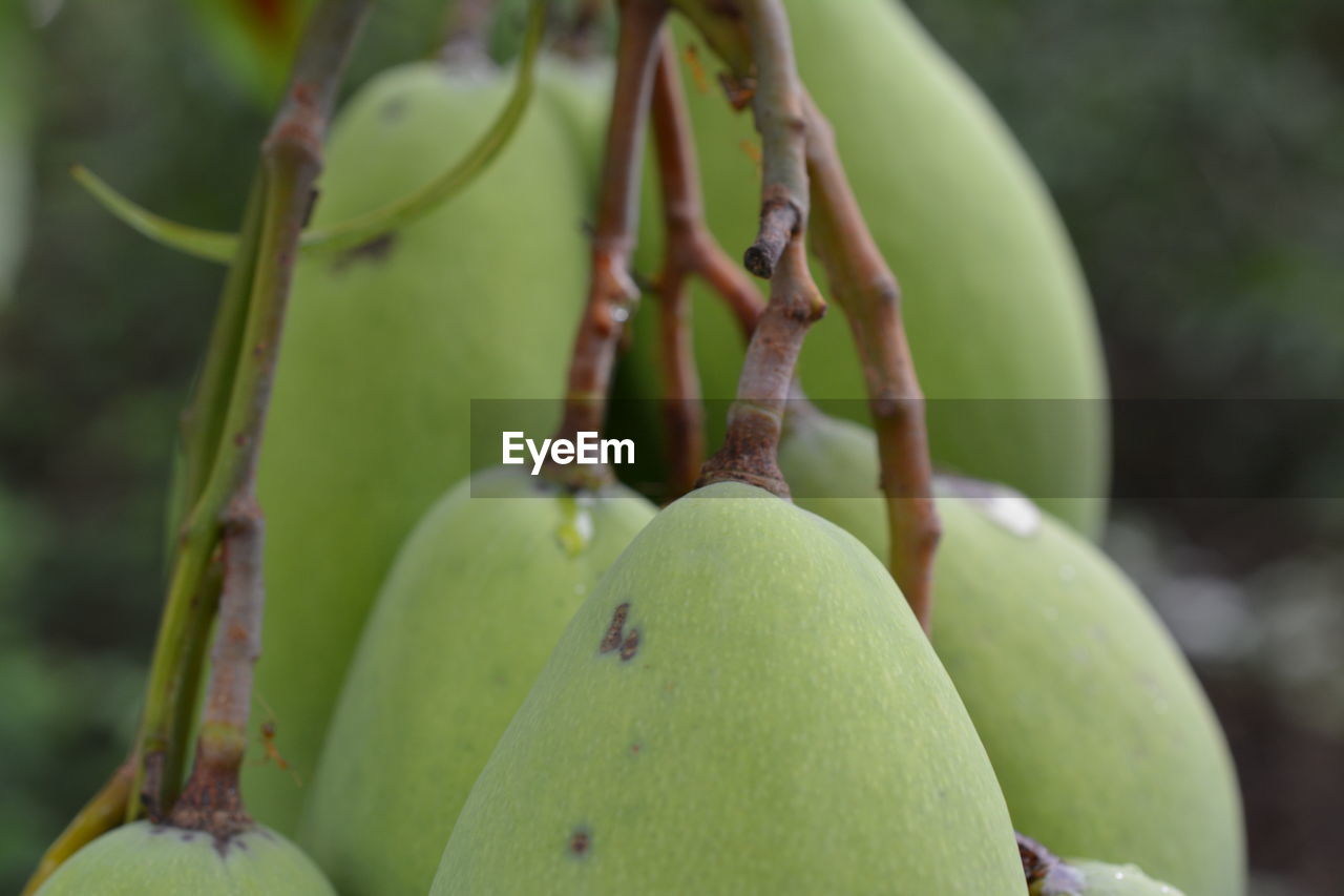 CLOSE-UP OF FRUIT HANGING FROM TREE