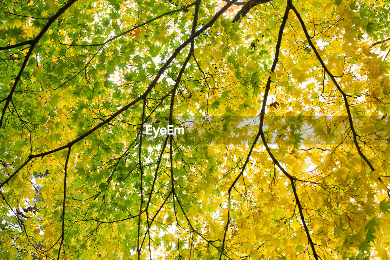 Low angle view of trees in forest