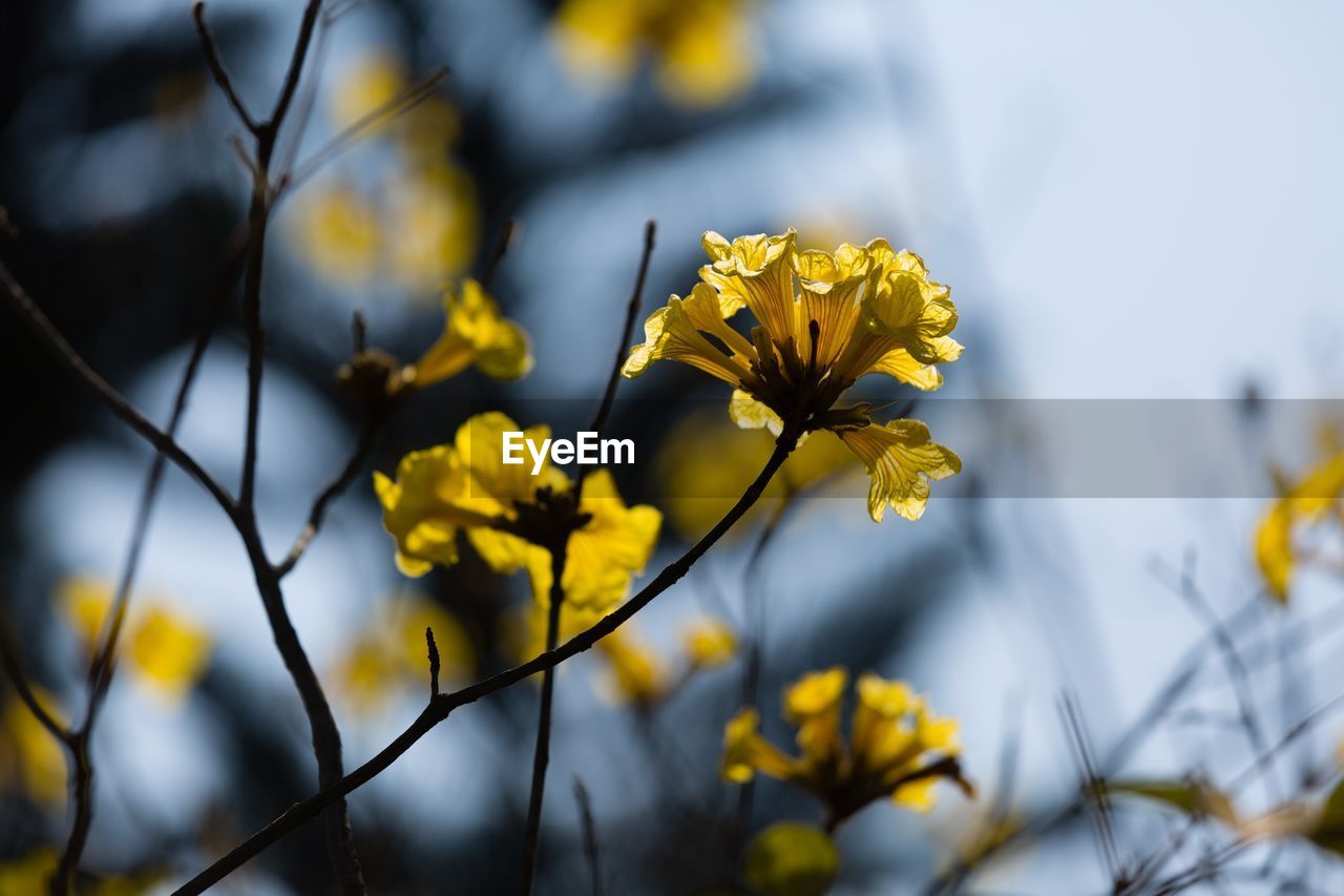 Close-up of yellow flowers blooming outdoors