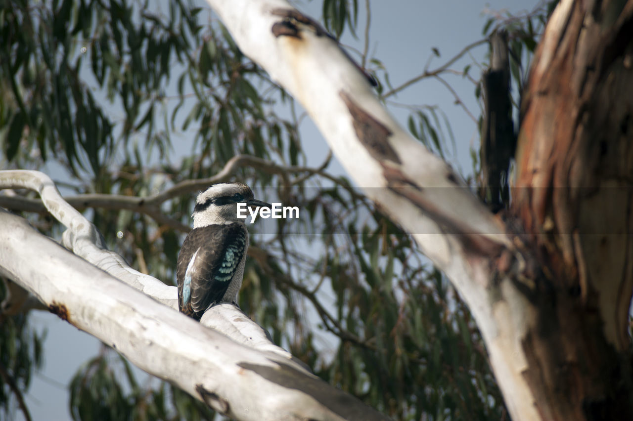 Close-up of songbird perching on branch