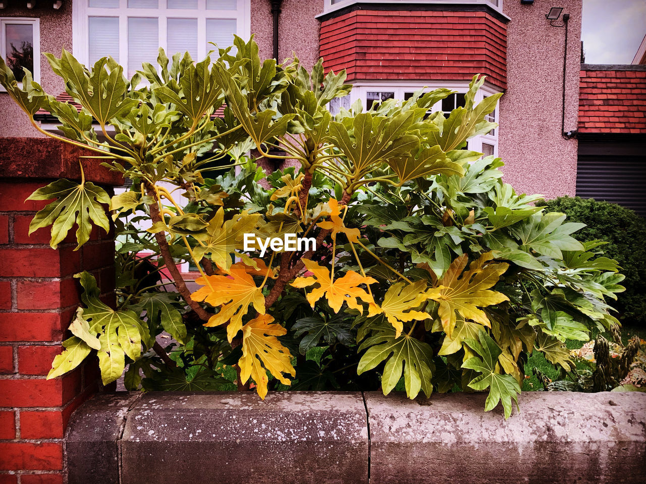 PLANTS GROWING IN YARD AGAINST BUILDING