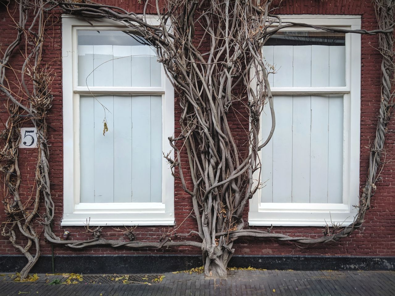 Tree growing on building facade