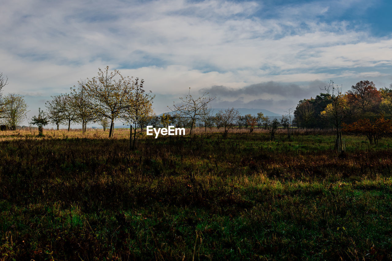 PLANTS GROWING ON LAND