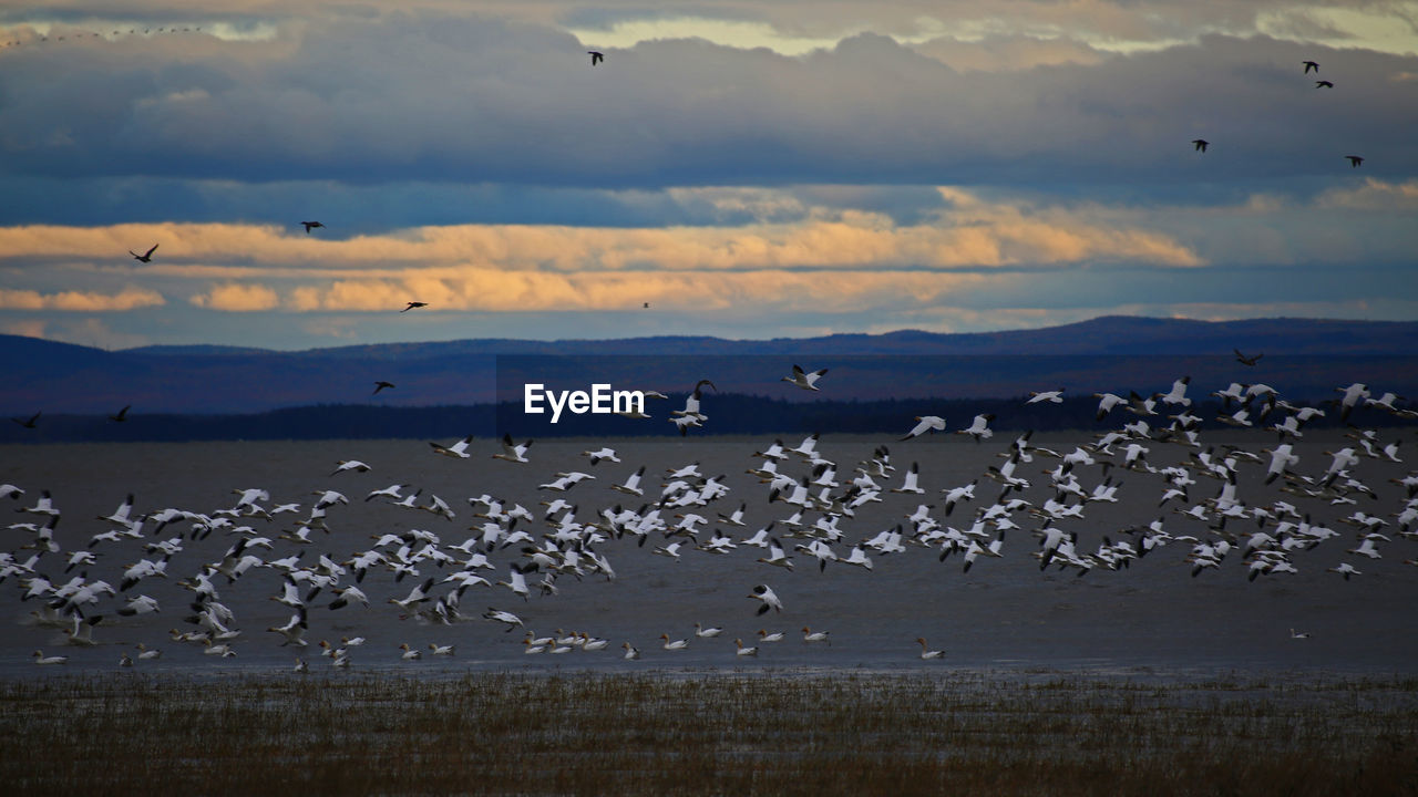 Birds flying over sea against sky during sunset