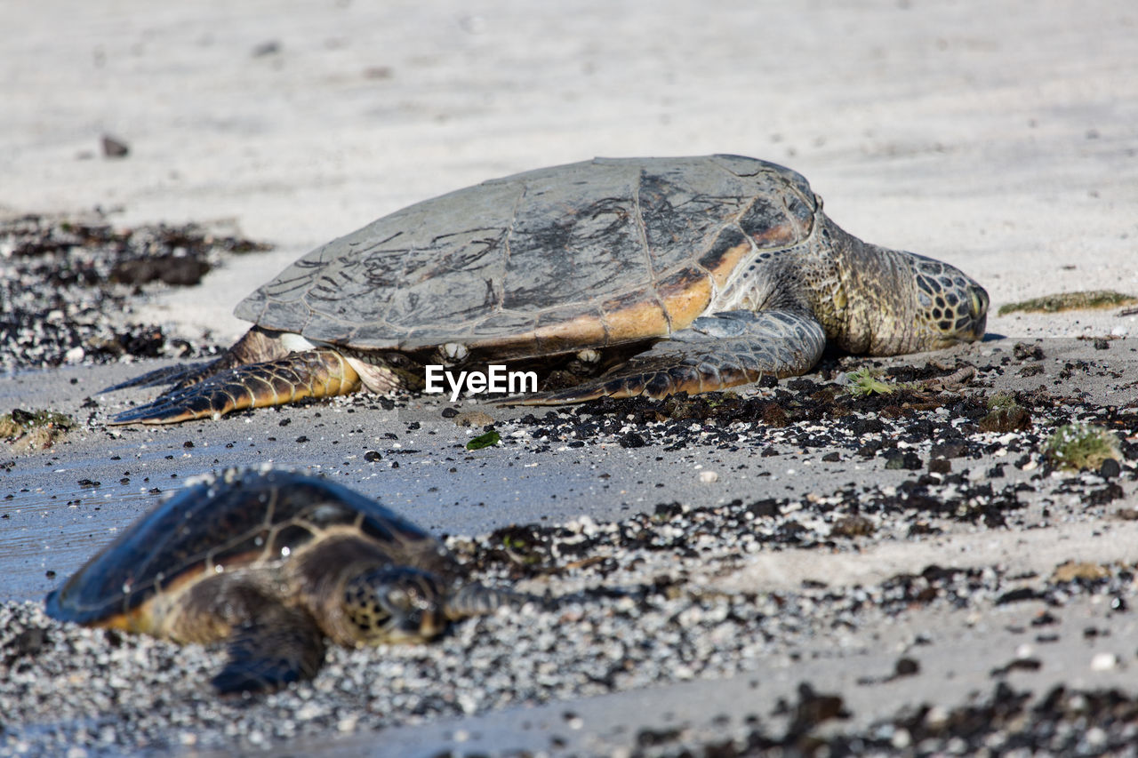 Close-up of turtle on beach