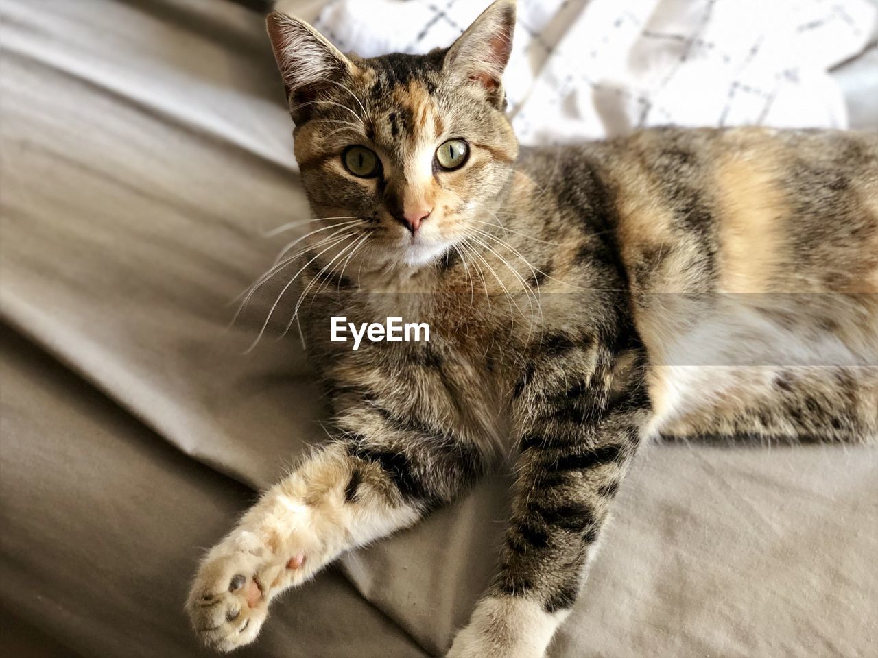 HIGH ANGLE VIEW PORTRAIT OF TABBY CAT