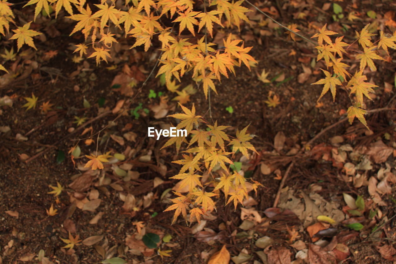 High angle view of yellow maple leaves on land