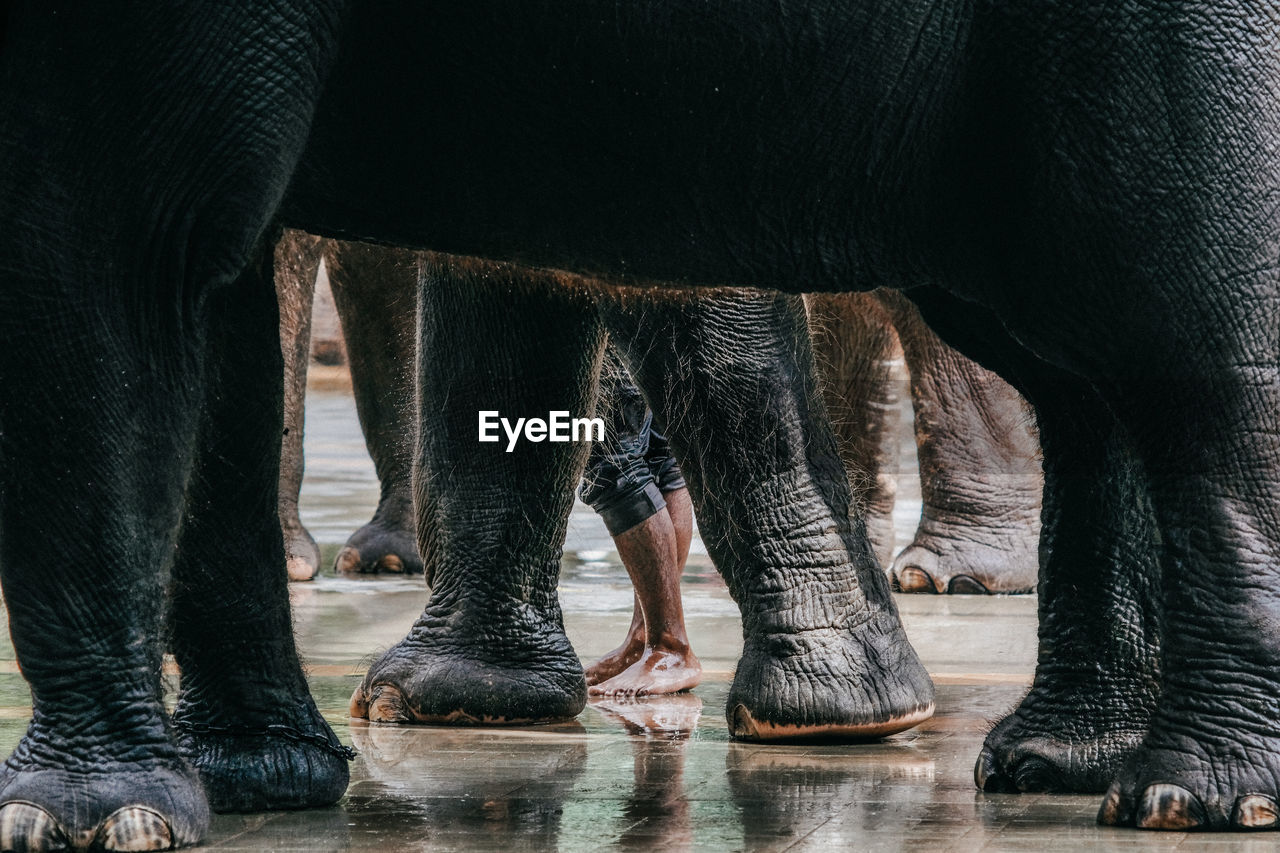  a man within the elephant legs during bathing session.