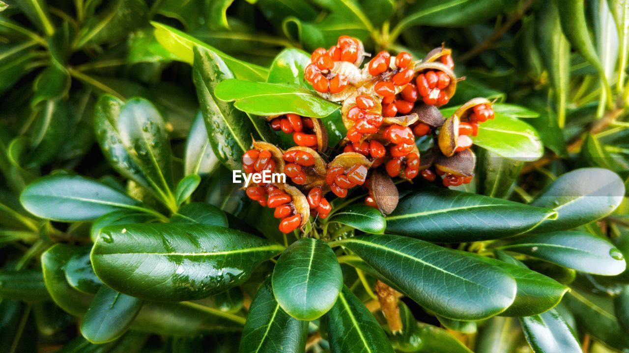 CLOSE-UP OF FLOWER PLANT