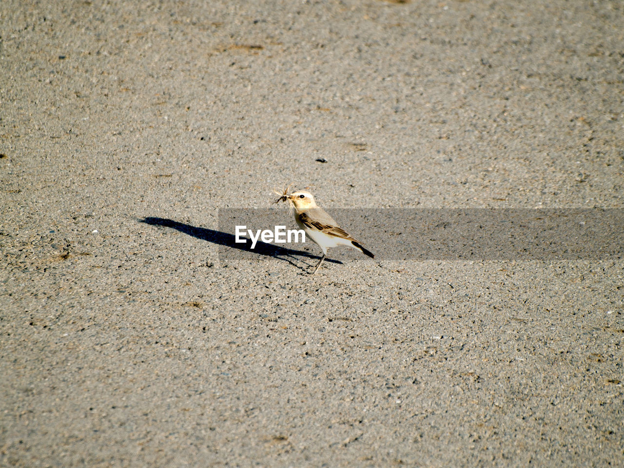 BIRD ON SAND