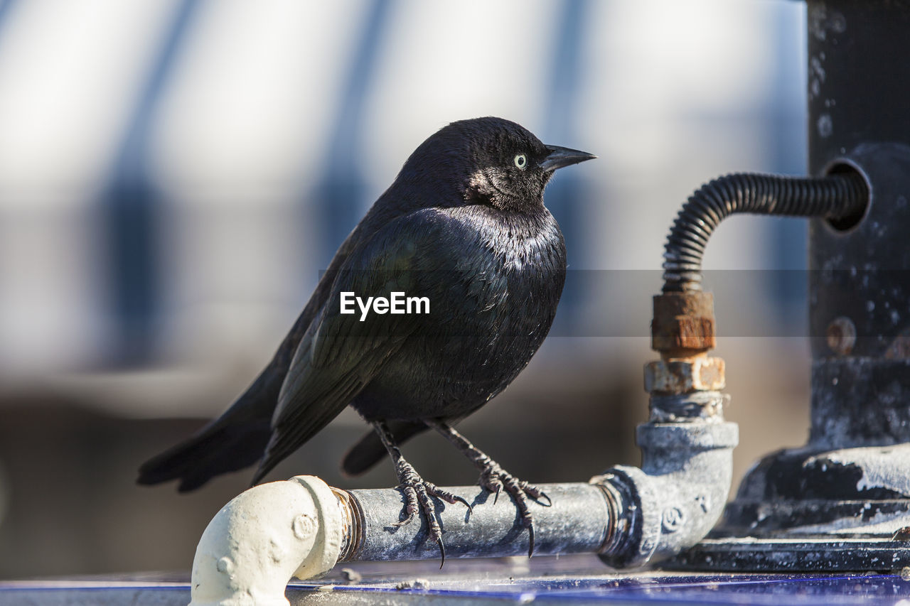 Male rusty blackbird resting on pipe