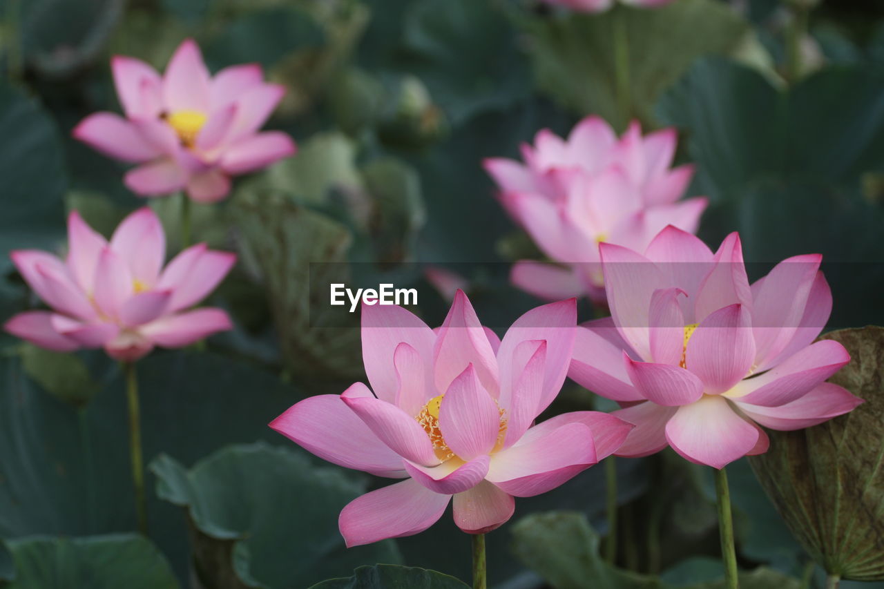 Close-up of pink lotus flowering plants