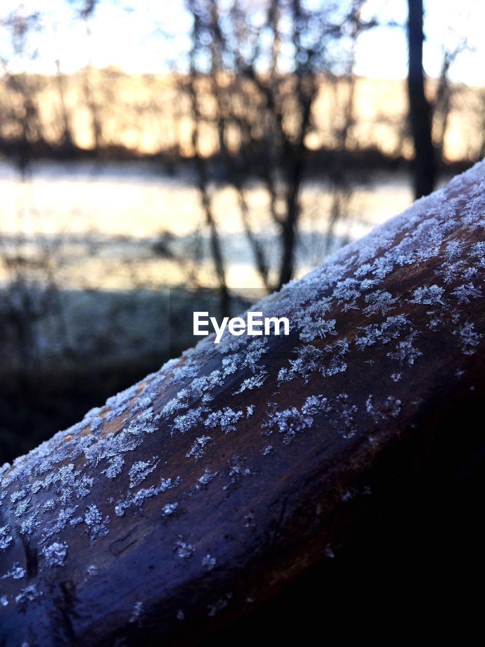 CLOSE-UP OF FROZEN WATER ON TREE