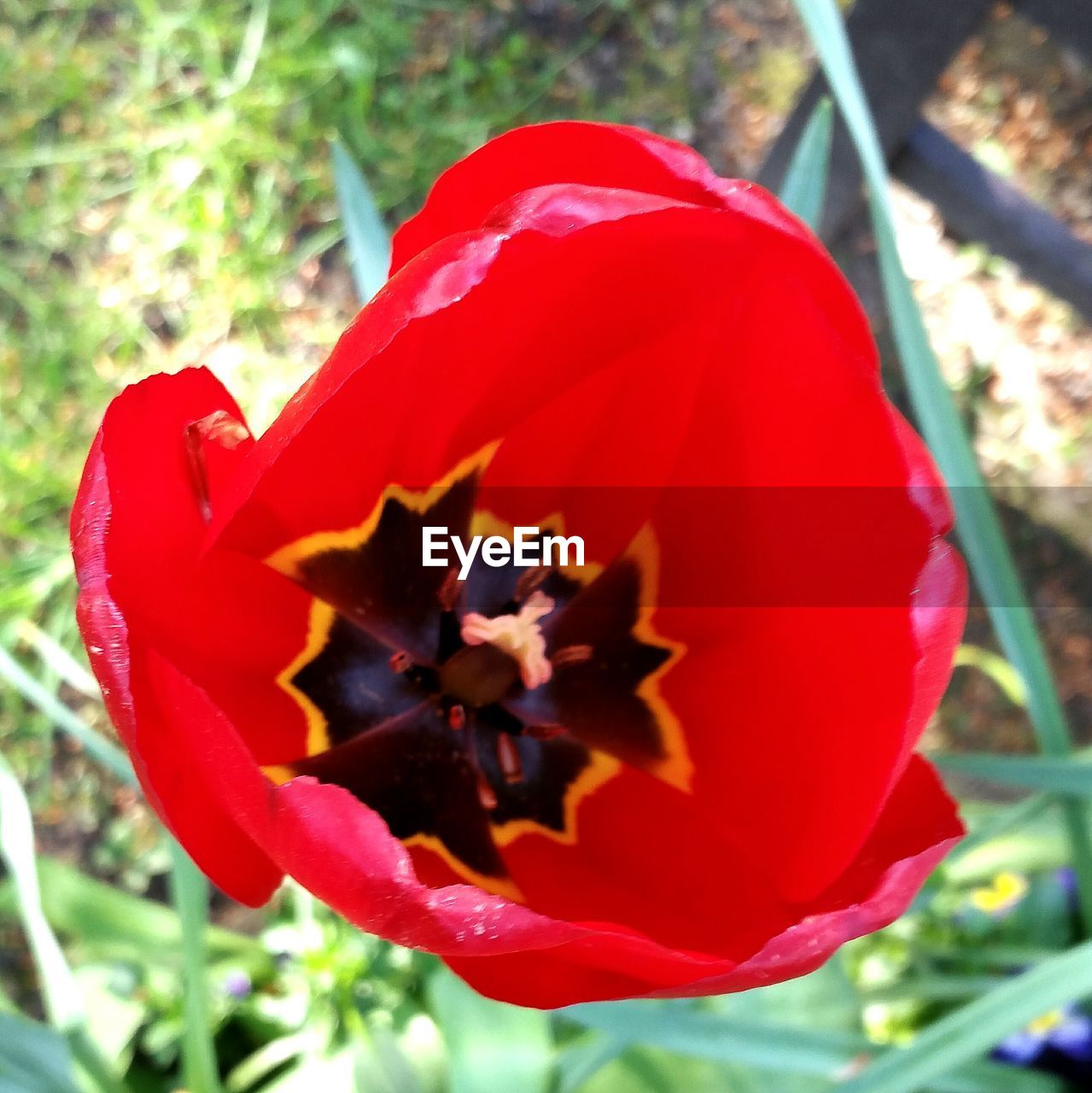 CLOSE-UP OF RED FLOWERS