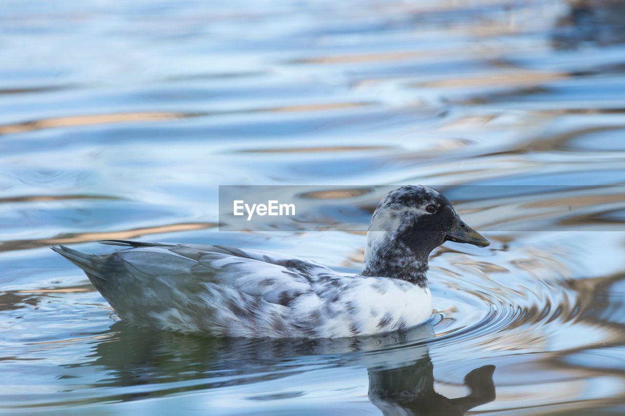 DUCKS SWIMMING IN LAKE