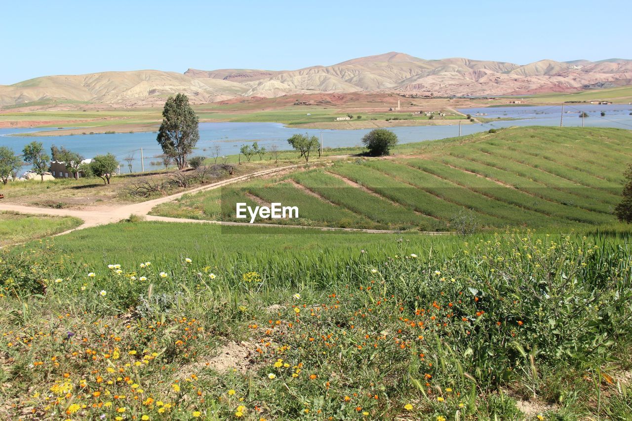 SCENIC VIEW OF AGRICULTURAL LANDSCAPE AGAINST SKY