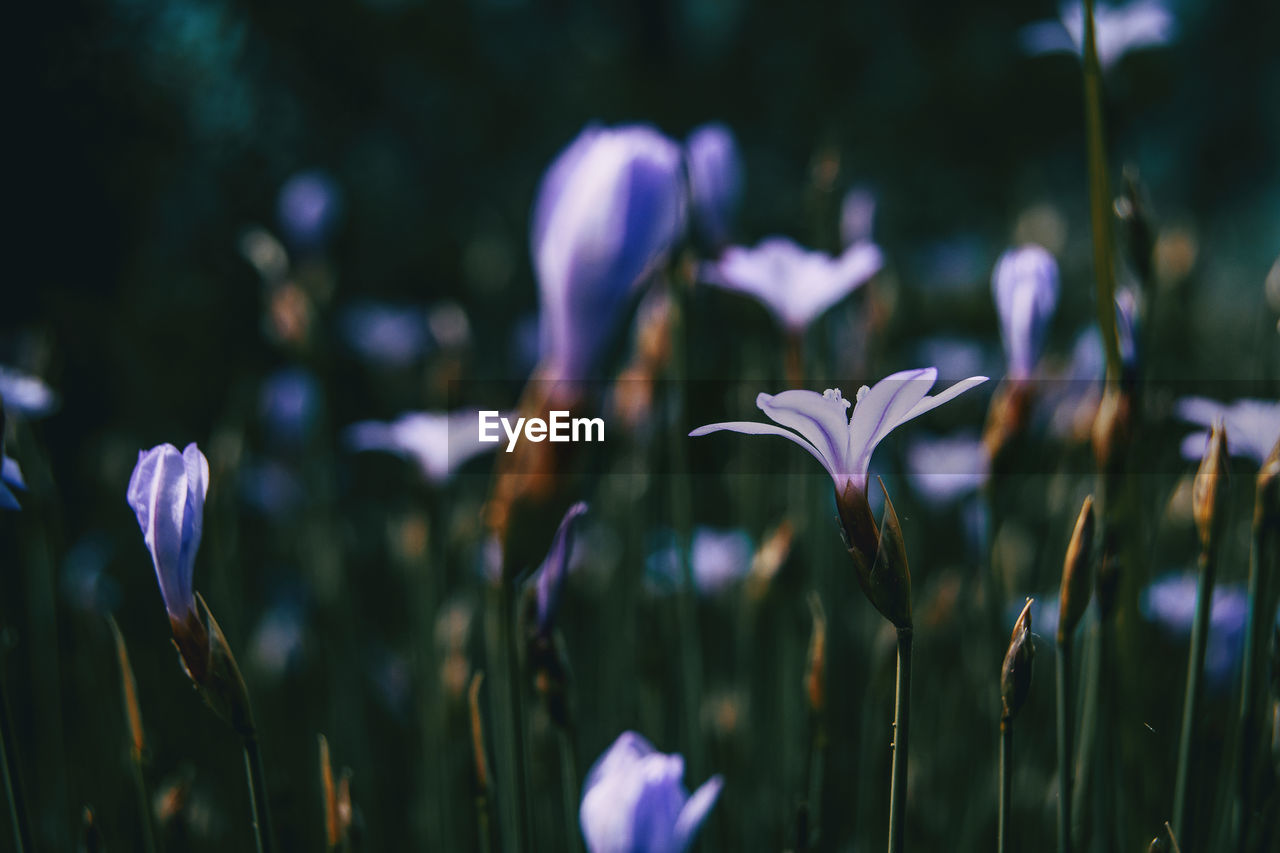 Close-up of purple crocus flowers on field