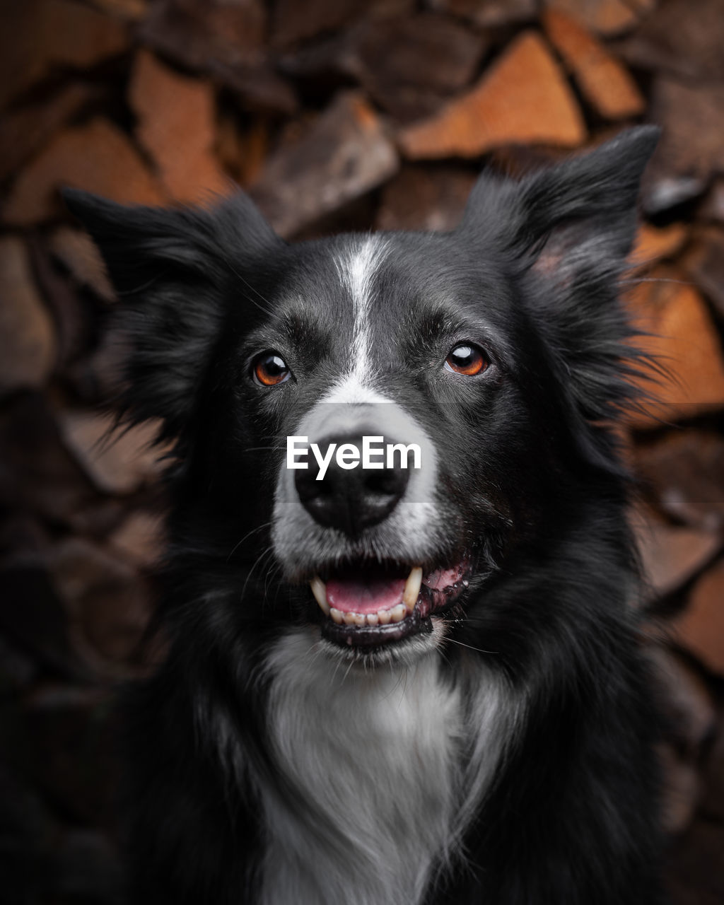 Border collie dog sitting in front of a pile of wood, looking into the camera