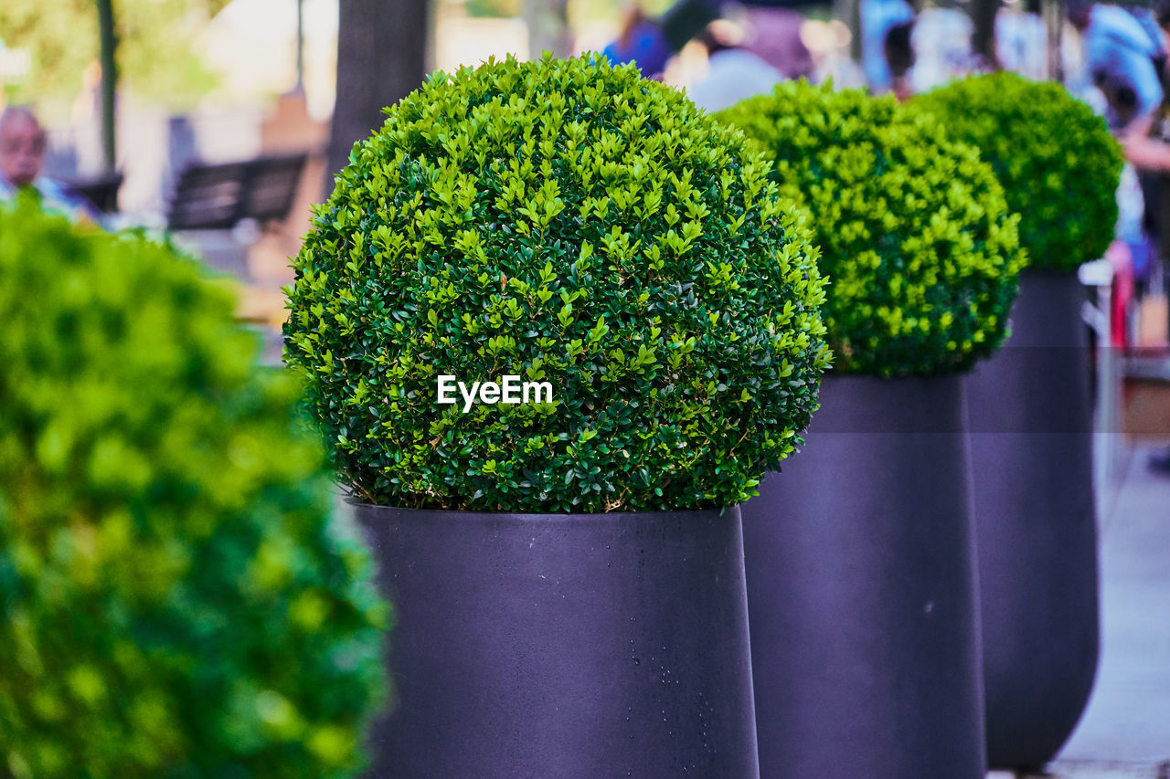 Close-up of potted plant