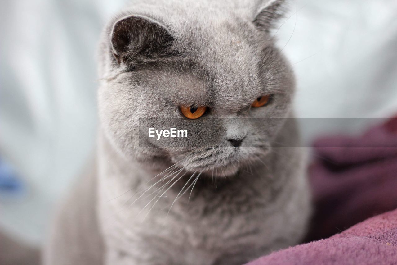 British shorthaired cat 