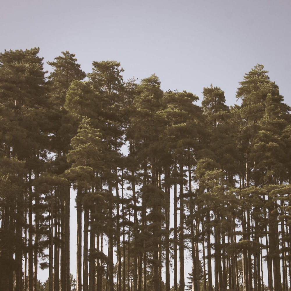 Low angle view of tall trees against sky