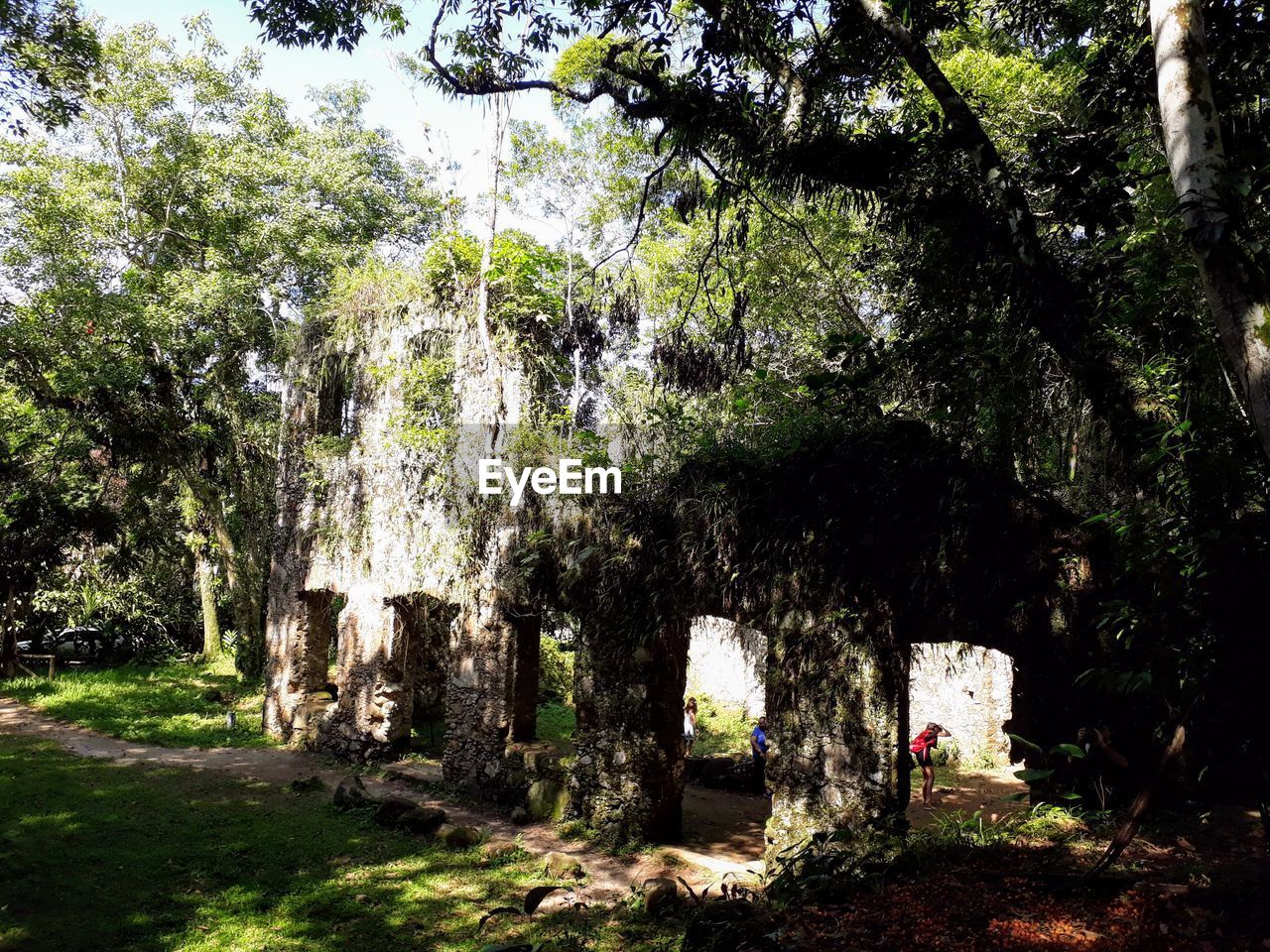 TREES IN PARK