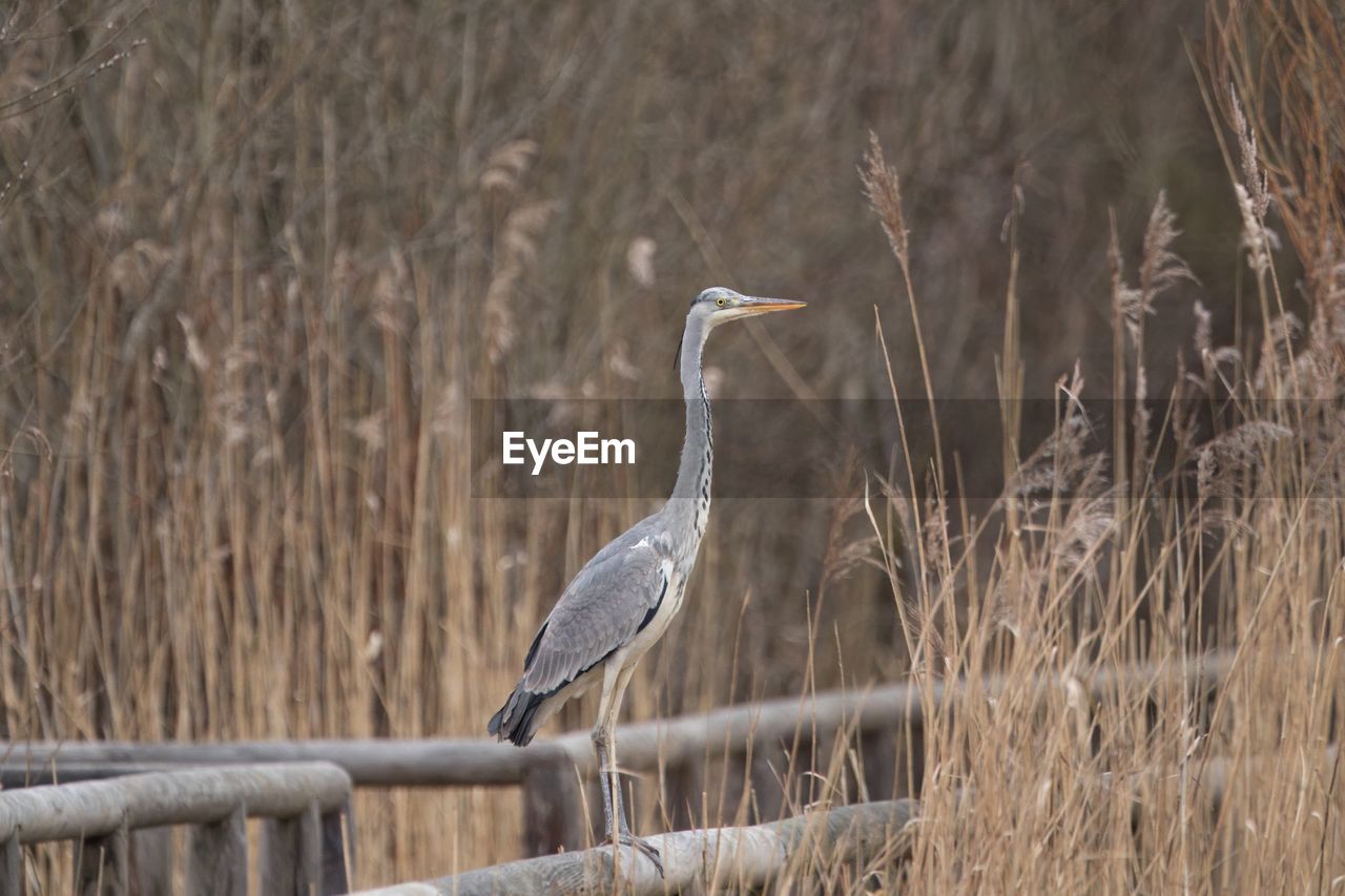 bird, animal wildlife, animal themes, animal, wildlife, one animal, heron, nature, no people, plant, perching, gray heron, day, water bird, focus on foreground, wetland, outdoors, side view, grass