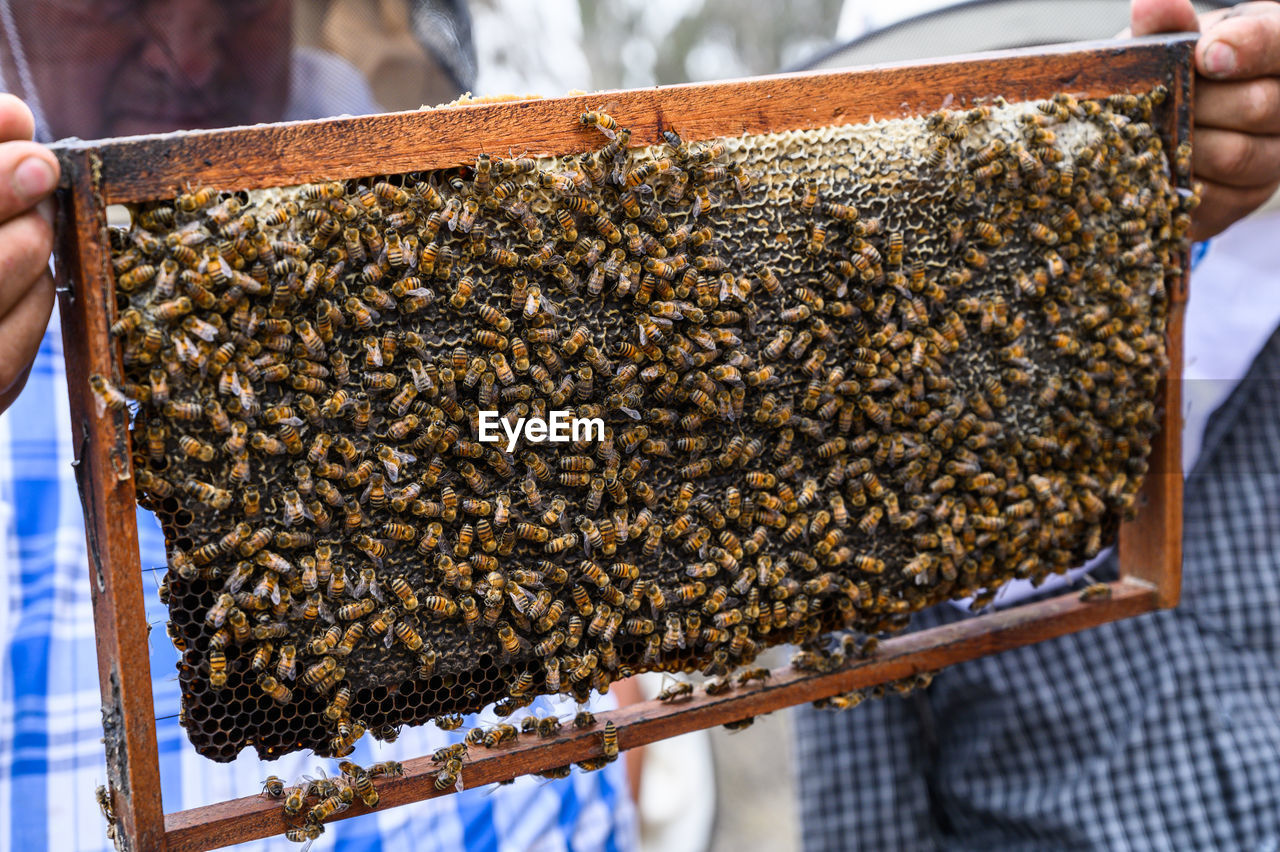 cropped hand of bee on honey