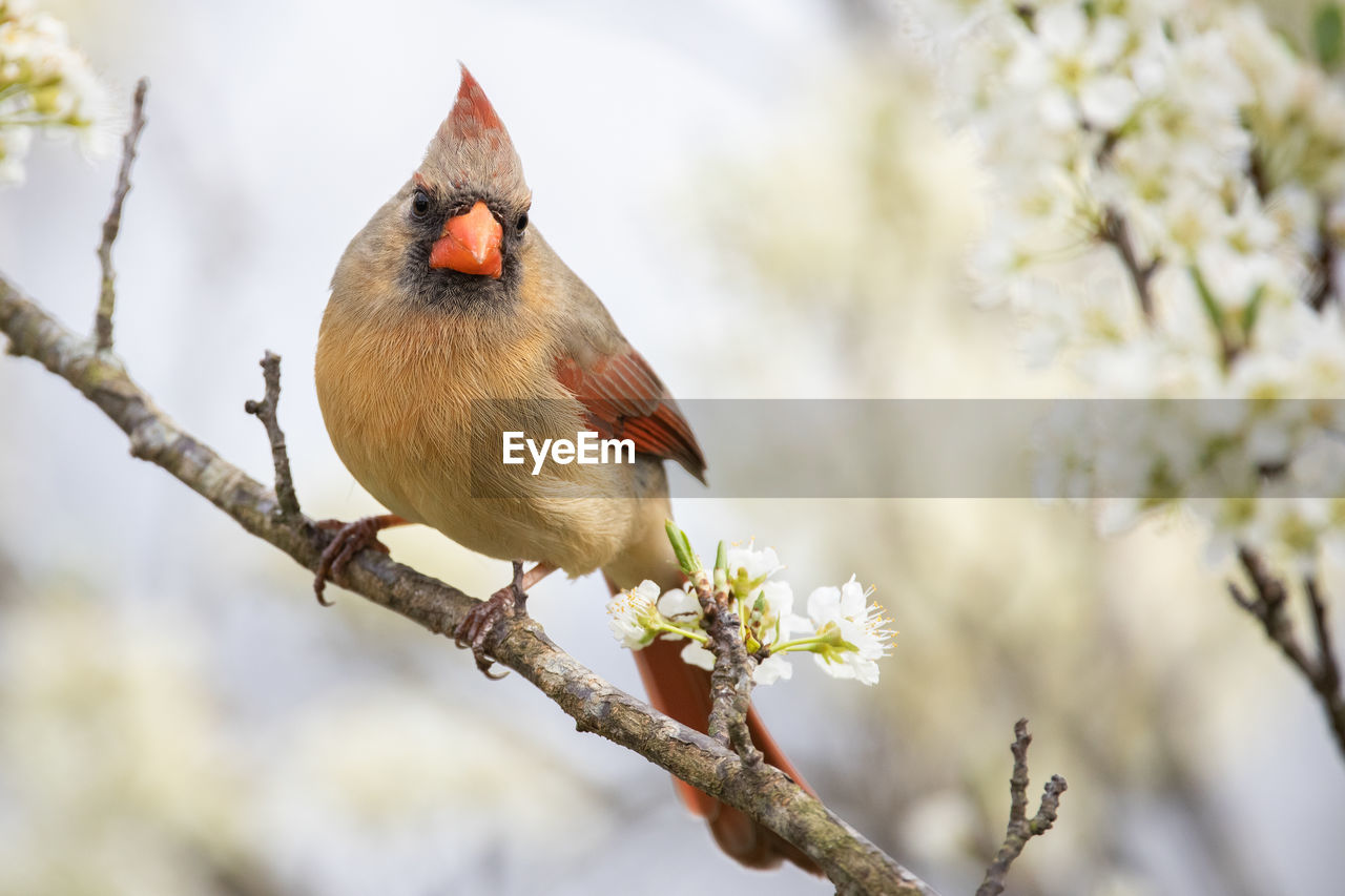 A female northern cardinal perched in a plum tree