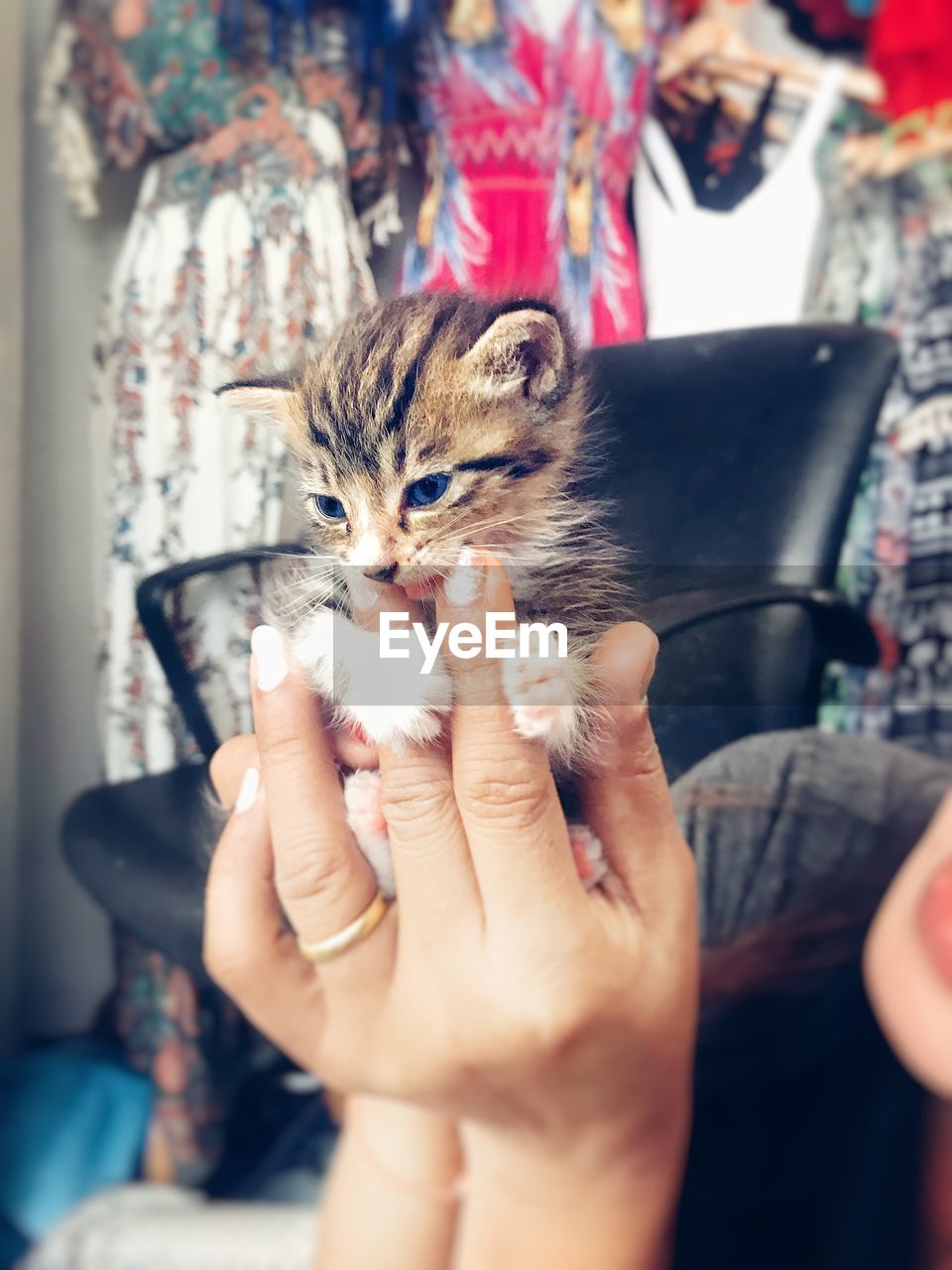 Close-up of hand holding cat