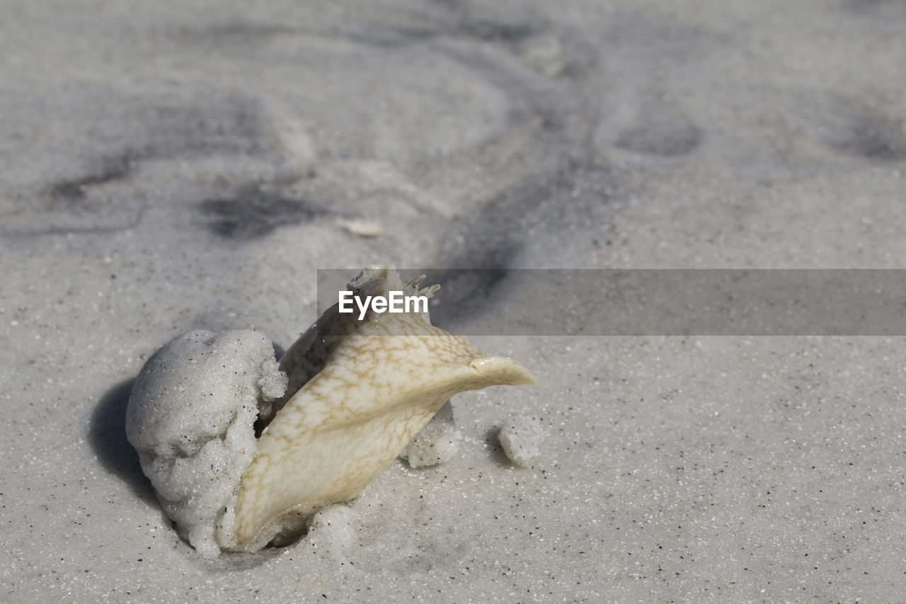 HIGH ANGLE VIEW OF LIZARD ON SAND