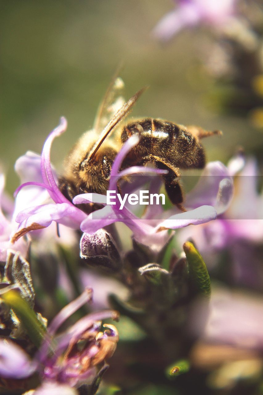 CLOSE-UP OF HONEY BEE ON PURPLE FLOWER