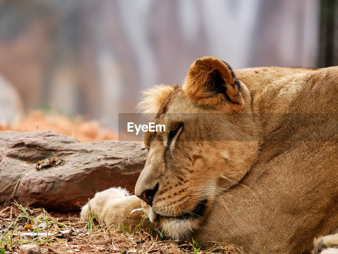 Close-up of lioness relaxing outdoors