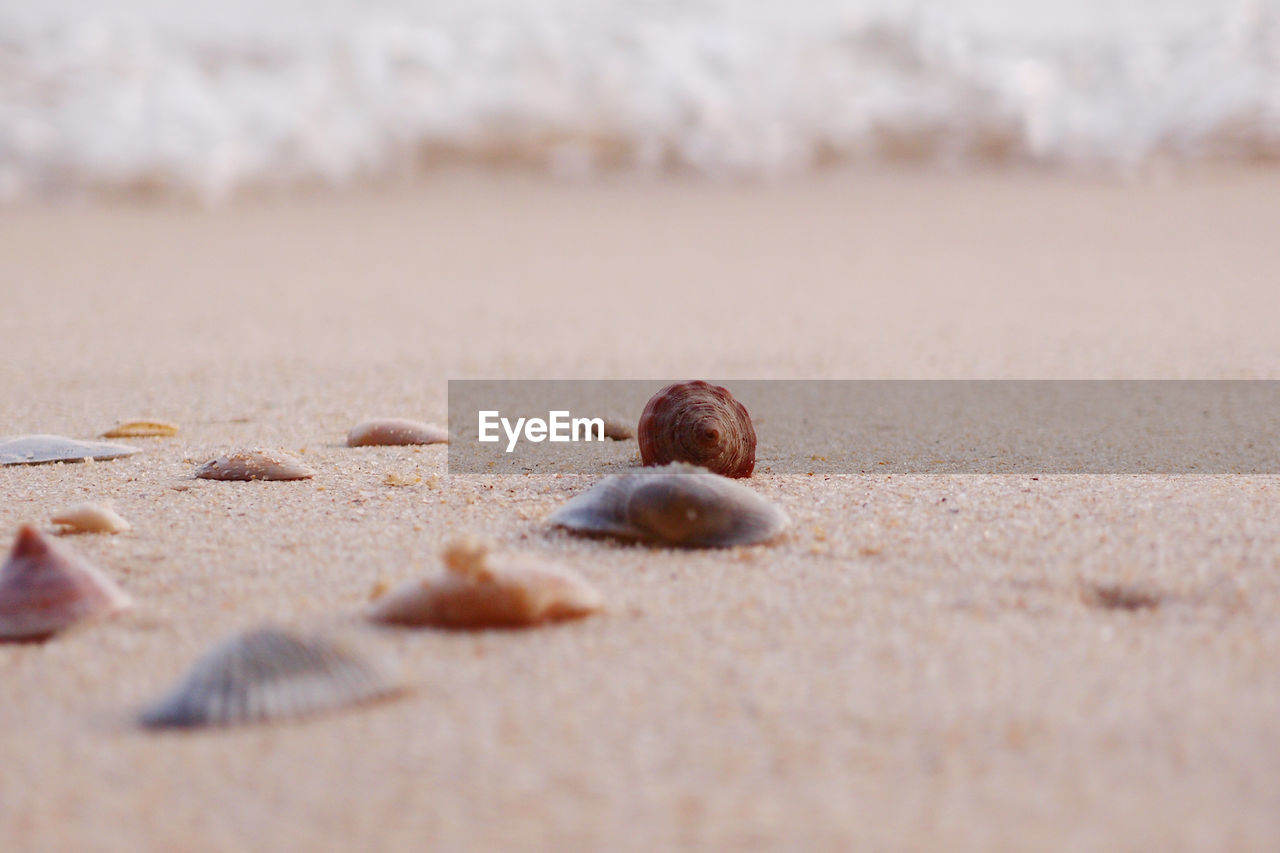 Close-up of shells on sand