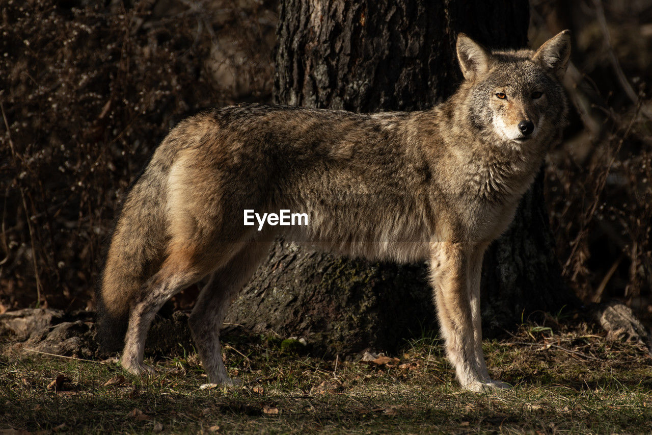 A coyote on the edge of the woods, canis latrans