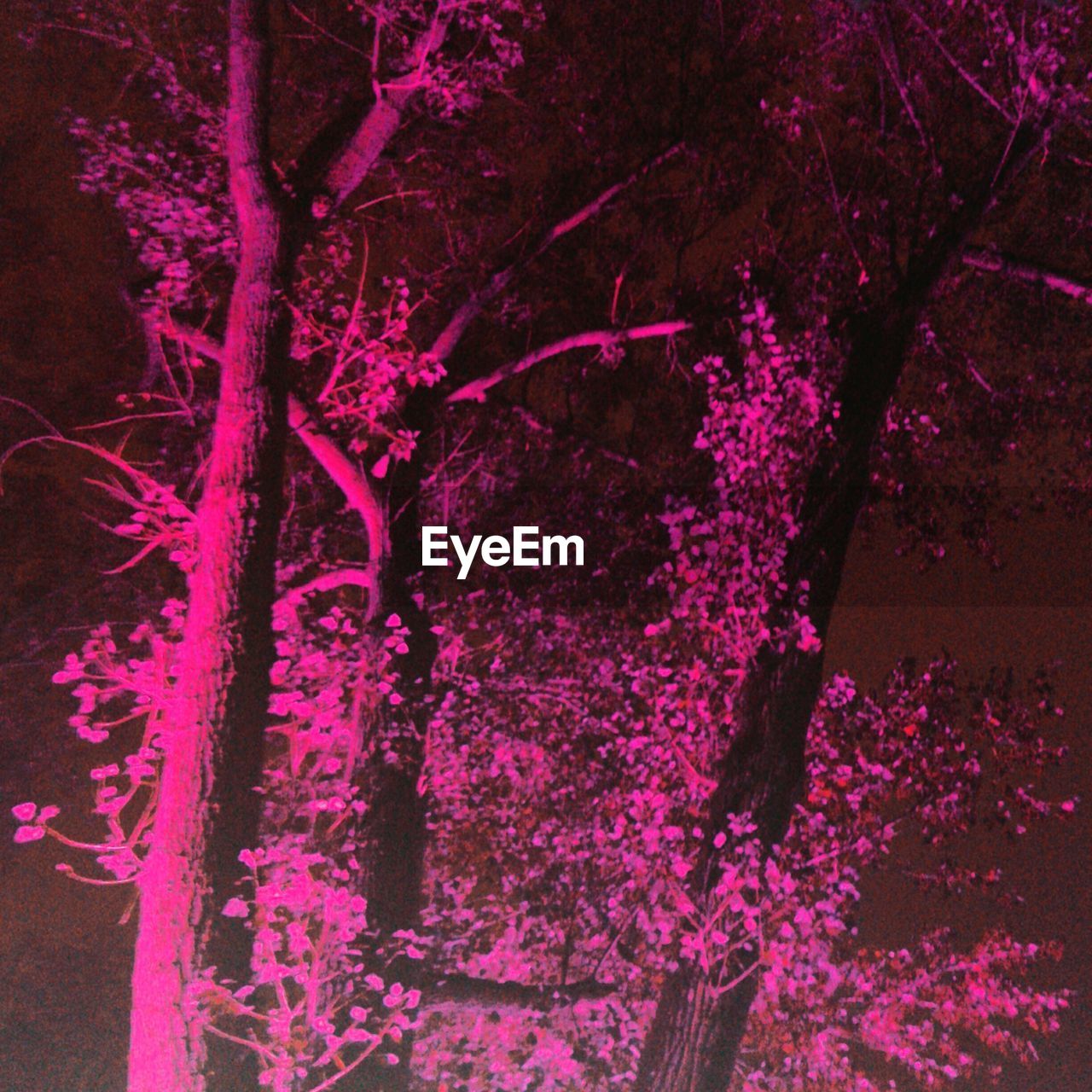 CLOSE-UP OF PINK FLOWERS GROWING ON TREE