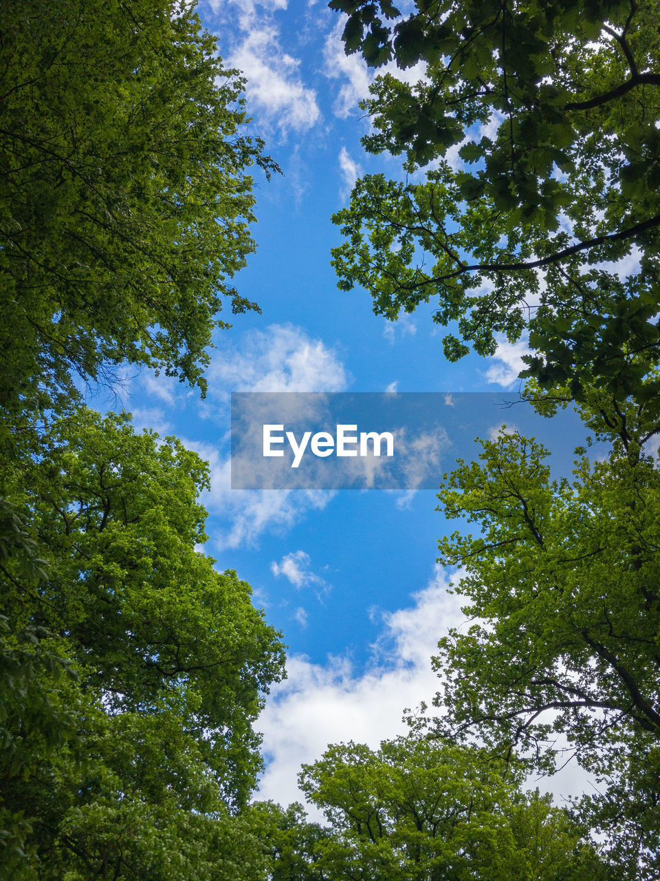 LOW ANGLE VIEW OF TREES AGAINST CLOUDY SKY