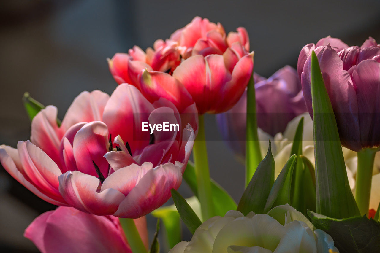 flower, flowering plant, plant, beauty in nature, freshness, petal, close-up, pink, nature, fragility, flower head, inflorescence, tulip, growth, no people, macro photography, focus on foreground, springtime, blossom, leaf, plant stem, plant part, flower arrangement, outdoors, vibrant color